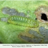 lycaena tityrus larva2b